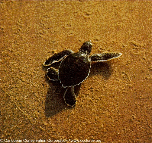 Green Sea Turtle Hatchling